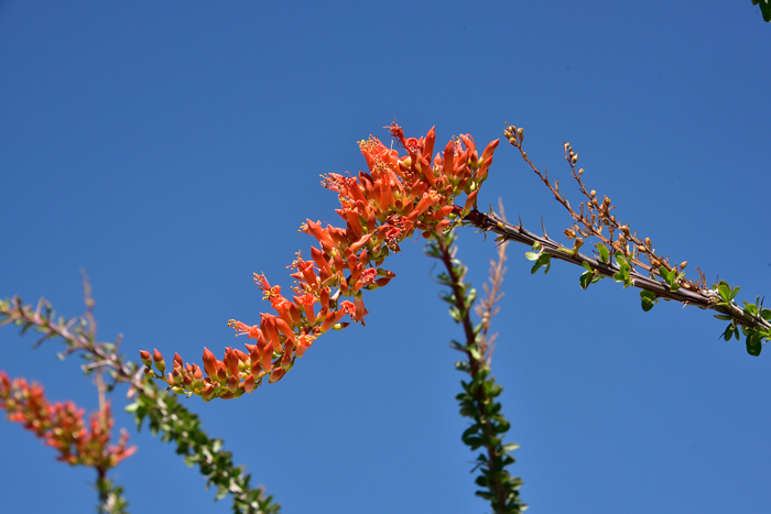 Fouquieria splendens, Ocotillo, Southwest Desert Flora